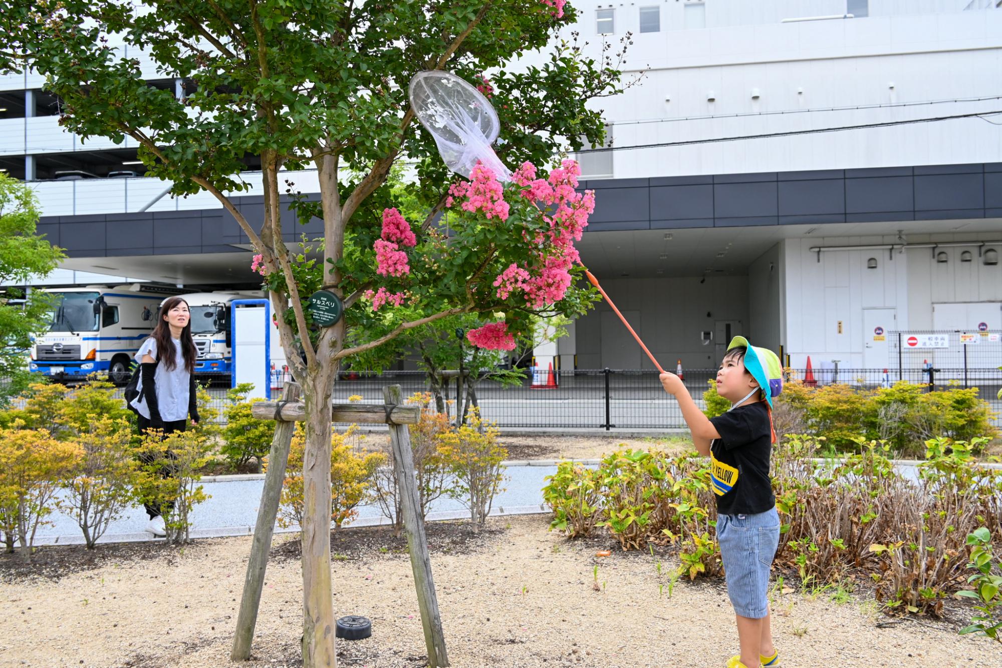 網でセミを捕る子供とそれを見守るお母さん