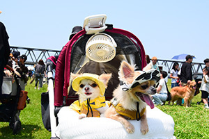 防止と扇風機で暑さ対策をした2匹の犬