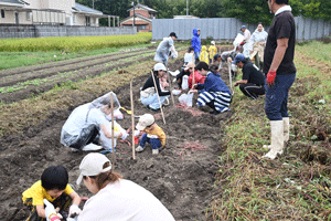 サツマイモを掘る参加者