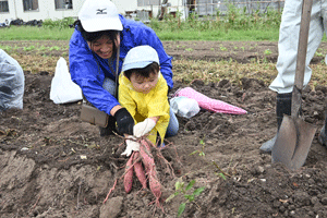 サツマイモを引っ張るこどもと保護者