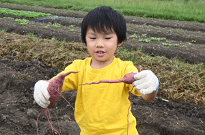 サツマイモを手に持つ男の子