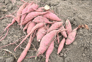 収穫されたたくさんのサツマイモ