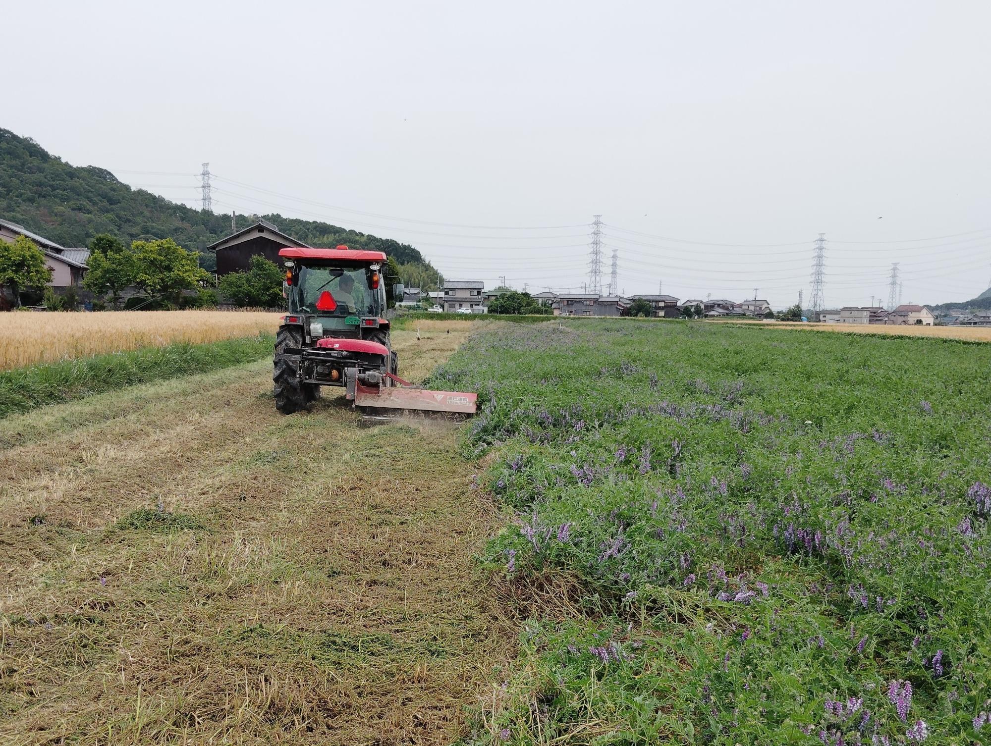 田んぼにヘアリーベッチをすき込む丸山さん