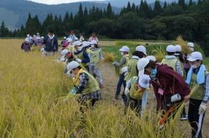 黄金色の稲穂を一生懸命に刈り取る児童たちの写真