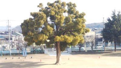 緑の葉が大きく広がったくすのきの写真