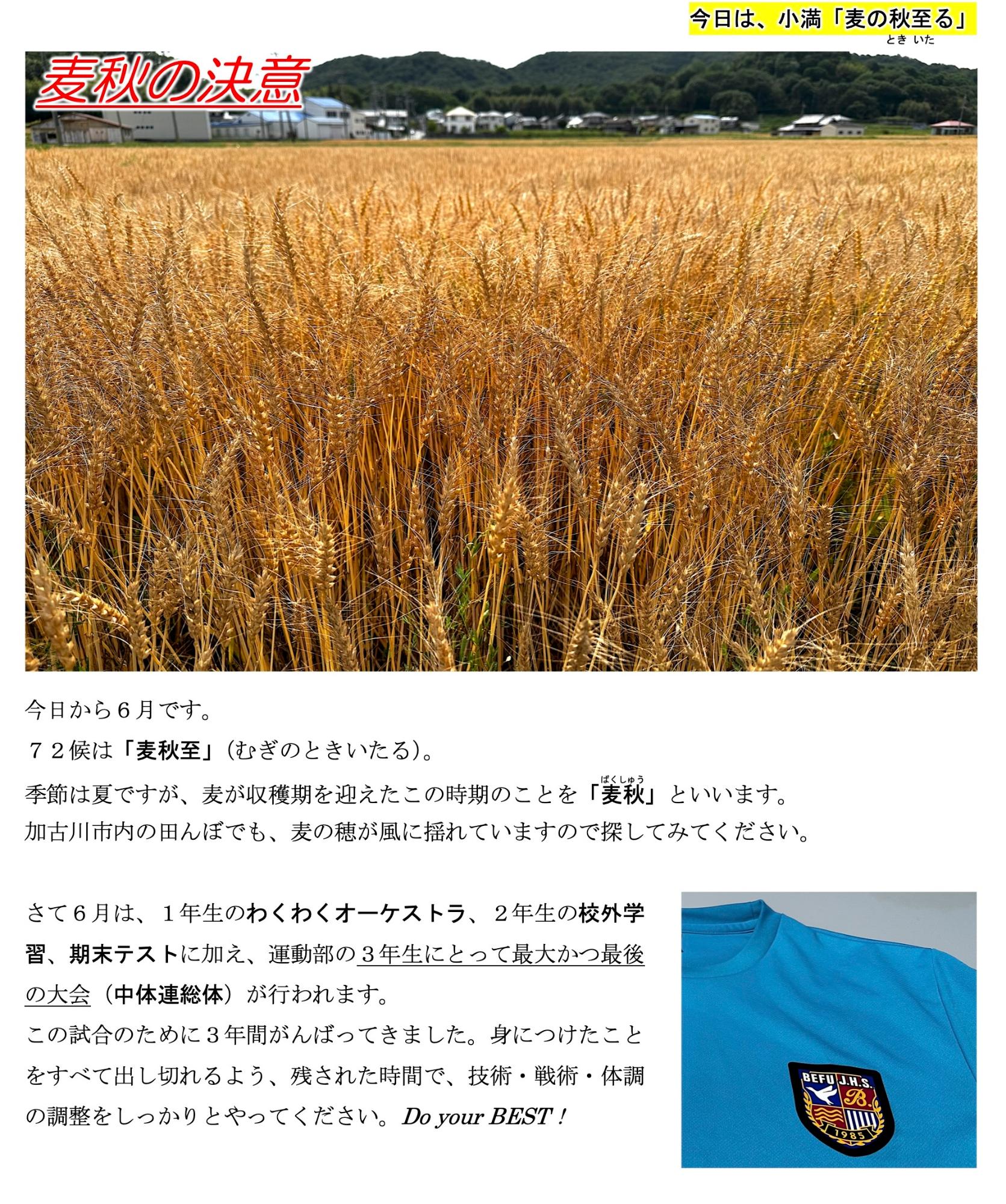 第33号