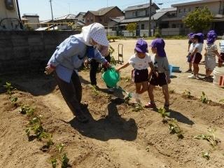 大きいお芋ができるといいな