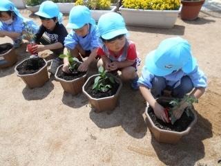 土は野菜のおふとんだよ