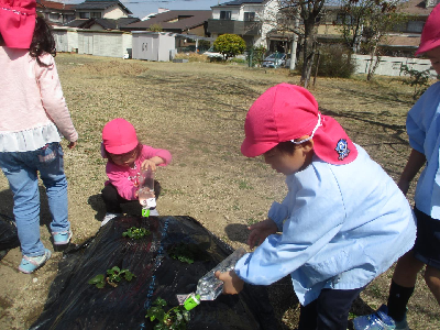 いちごの水やりをする年中児