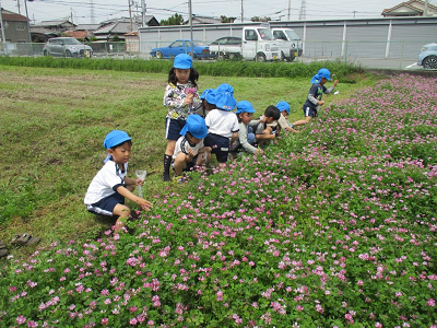 レンゲを摘む5歳児