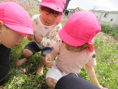 レンゲ畑でカエルを捕まえた4歳児