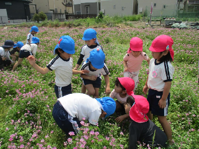 レンゲ畑でカエルを見つけた園児たち