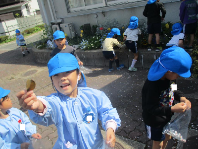 桜の花びらを集める年長児