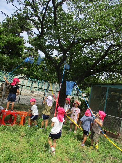 長い虫網を使ってセミをとる年中児