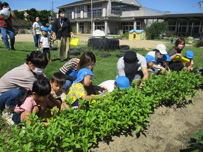 藍の収穫