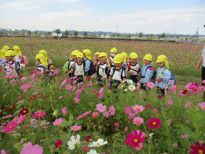 コスモス畑で散策する年少児