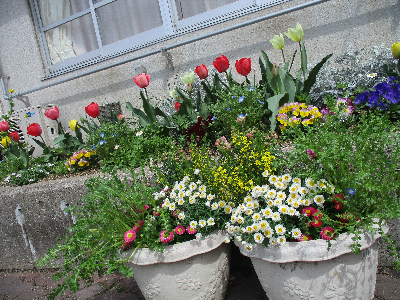 園庭の花々
