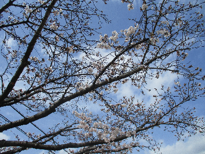 咲き始めた桜