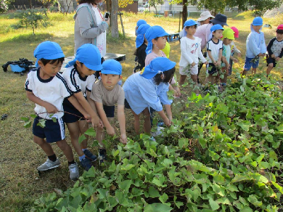 芋のつるを引っ張る園児