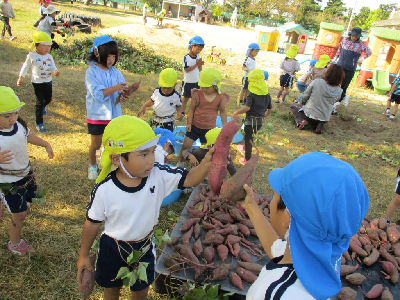 サツマイモの大きさを比べる園児