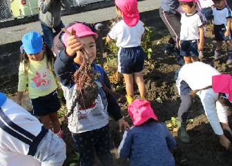大きな芋を見せるはな組