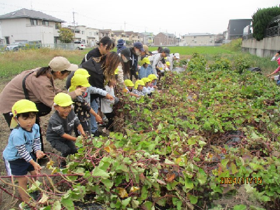 芋ほりをする親子