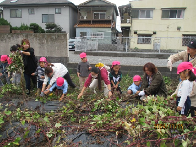 芋ほりを楽しむ親子