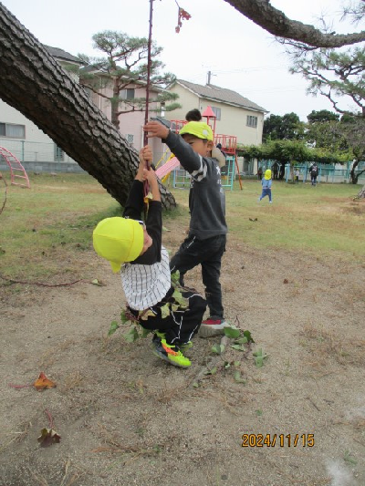 芋づるで遊ぶ園児