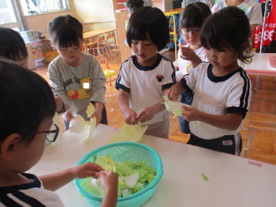 豚汁に入れるレタスをちぎる年少児