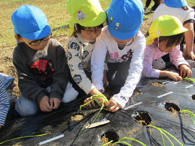 苗植えをする園児