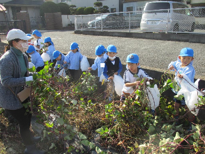 保護者と一緒に芋を掘る園児