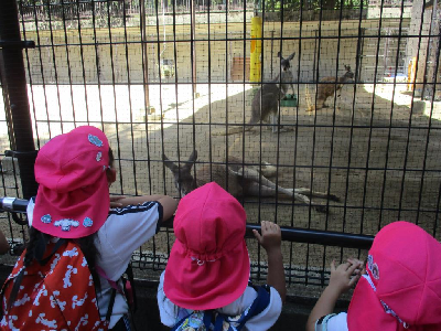 動物園のカンガルーを見る年中児