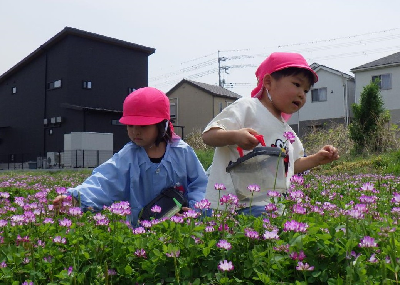 レンゲ畑を楽しむ園児