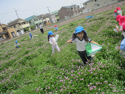 レンゲ畑で遊ぶ園児