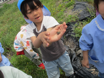 かえるを捕まえる園児