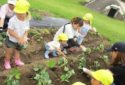 サツマイモの苗植えをする親子