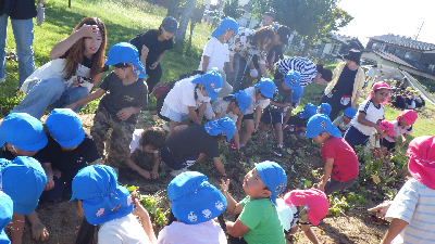 サツマイモ堀をする園児