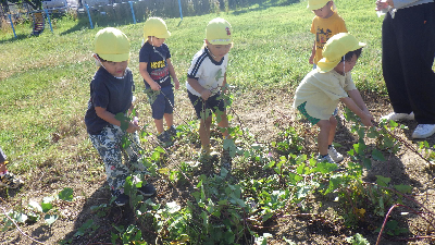 ツルをひっぱる園児