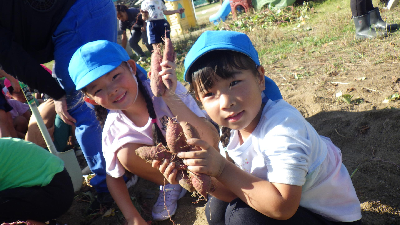 サツマイモを収穫する園児