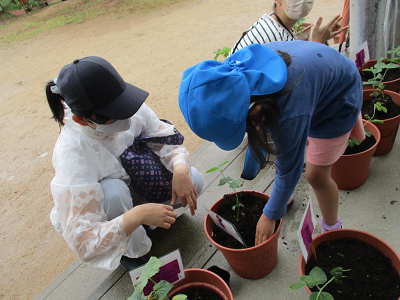 そら苗植え
