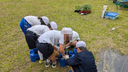 2年生が植え替えをしている様子