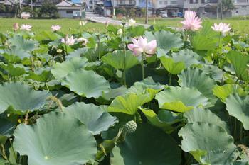 レンコン畑の全景