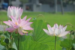 レンコンの花