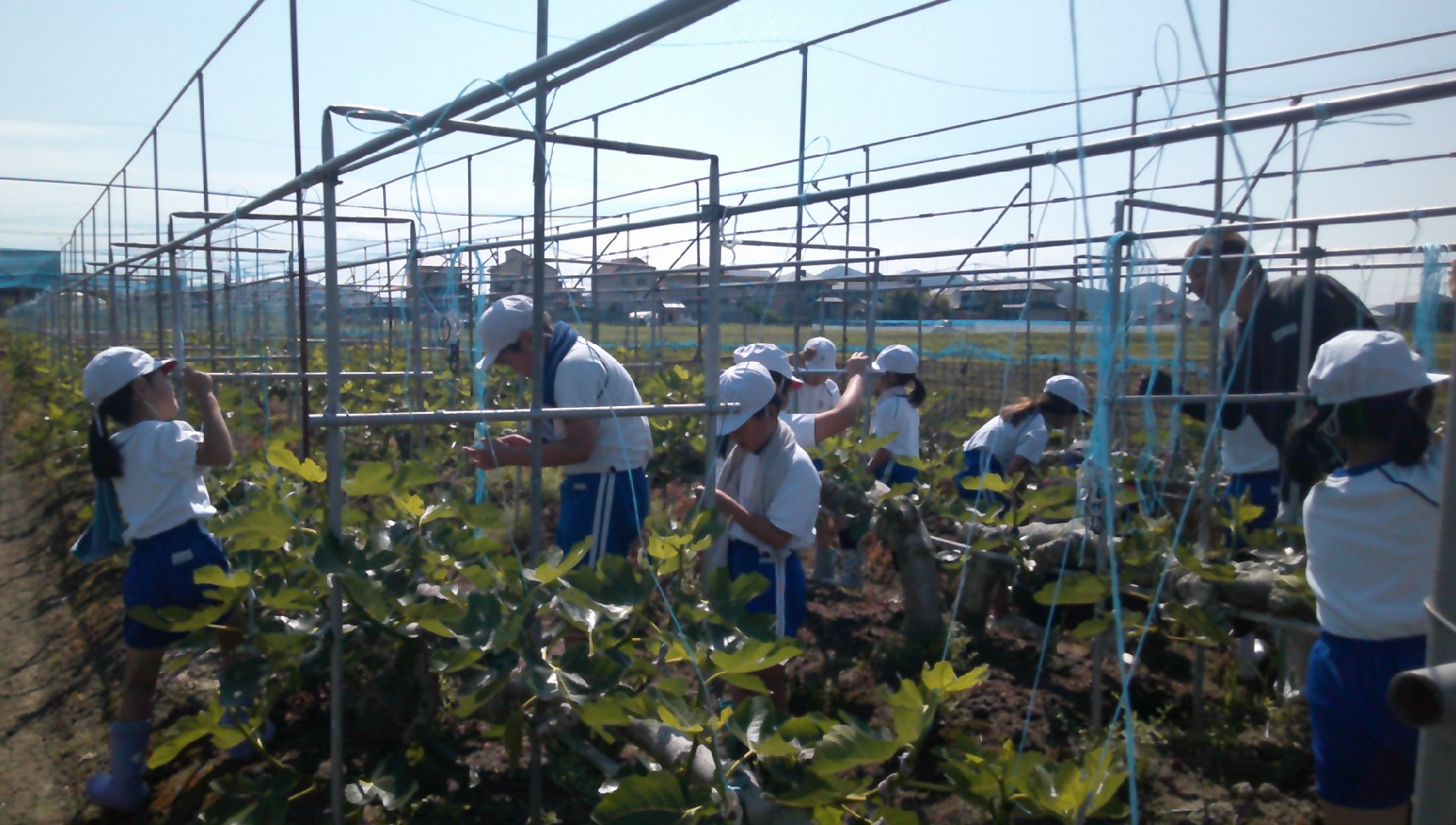 いちじく誘因作業