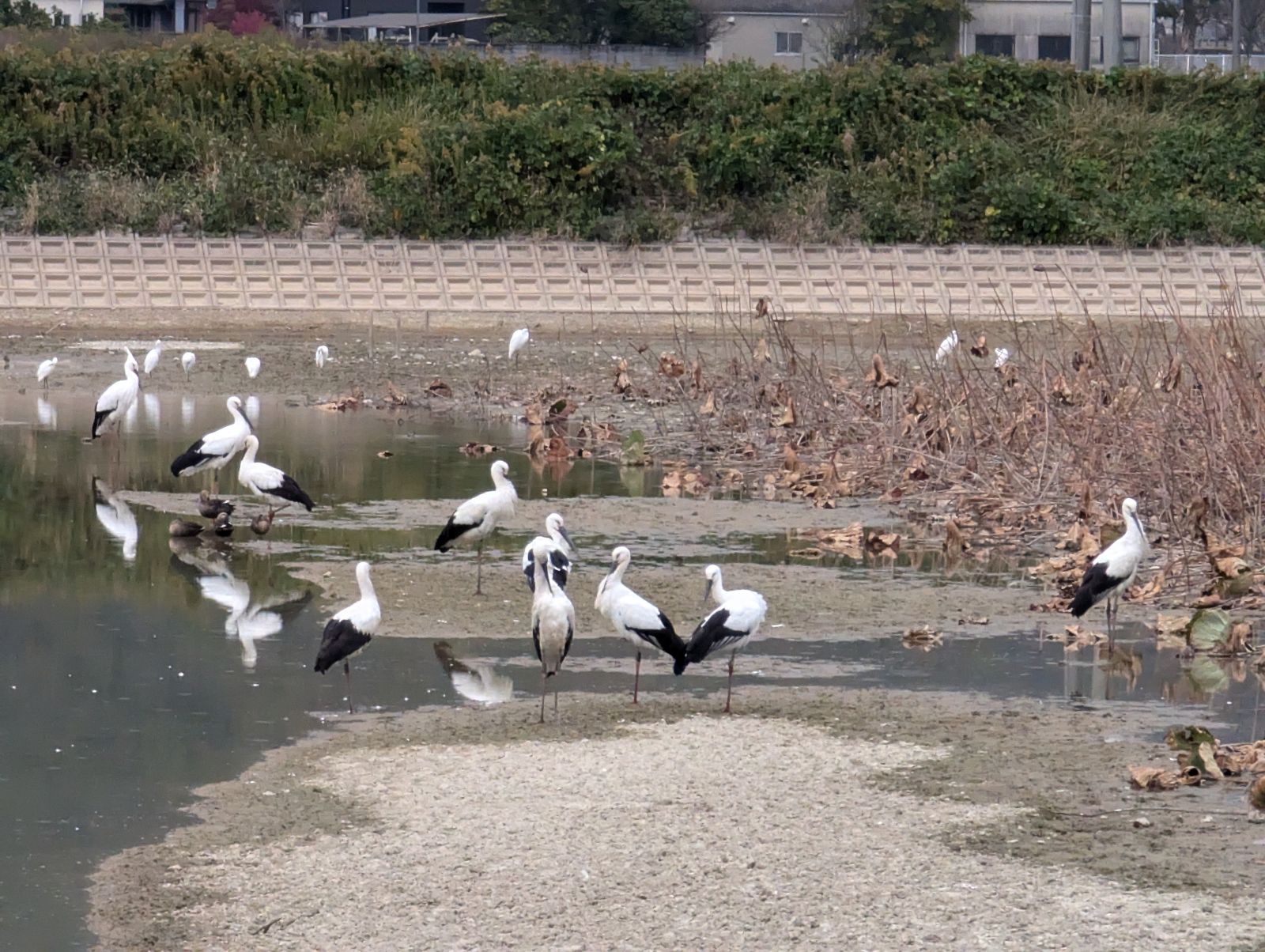 コウノトリ