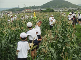 畑に分け入りながらトウモロコシを探している児童たち。1人の児童が、収穫して皮をむいたトウモロコシをこちらに見せている。