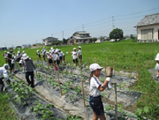 支柱立ての様子。手の空いている児童は、木づちで支柱を打ち付ける仕事もしている。