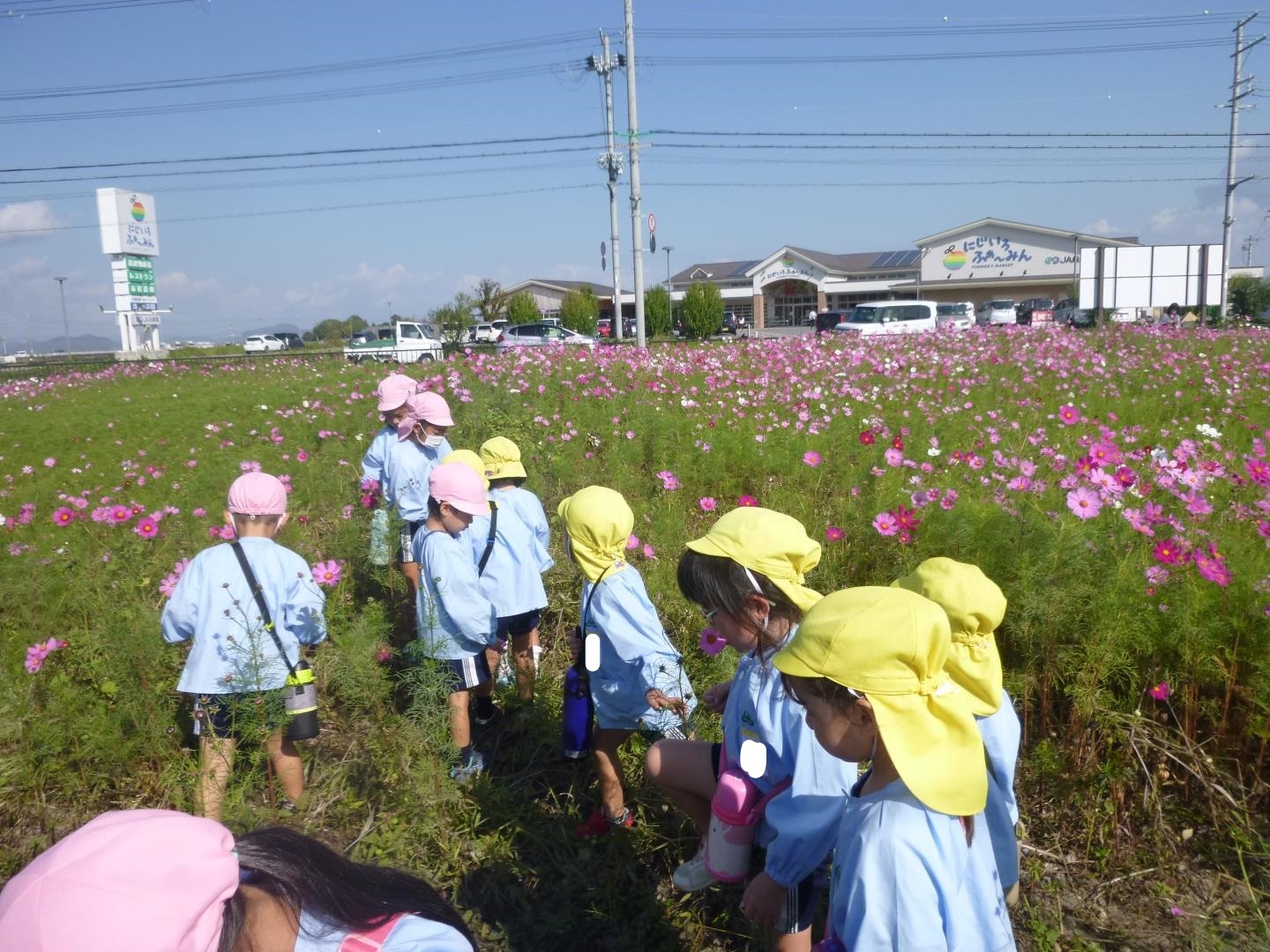 子ども達がコスモス畑を散歩し、バッタを探している。