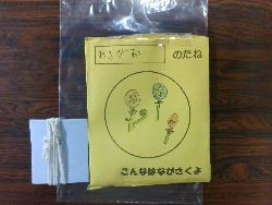 朝顔の種とぶんぶんごまのプレゼント