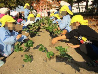 イチゴ苗植え